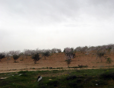 Fruit trees, 13 miles SE of Homs, Palmyra, Syria 2010