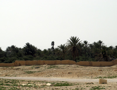 Palmyra: Palms, Syria 2010