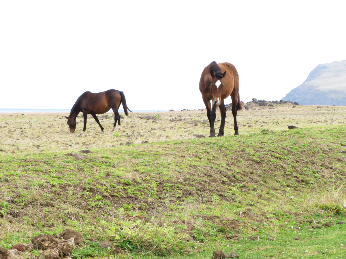 Ahu Akivi, Semi-wild Horses
