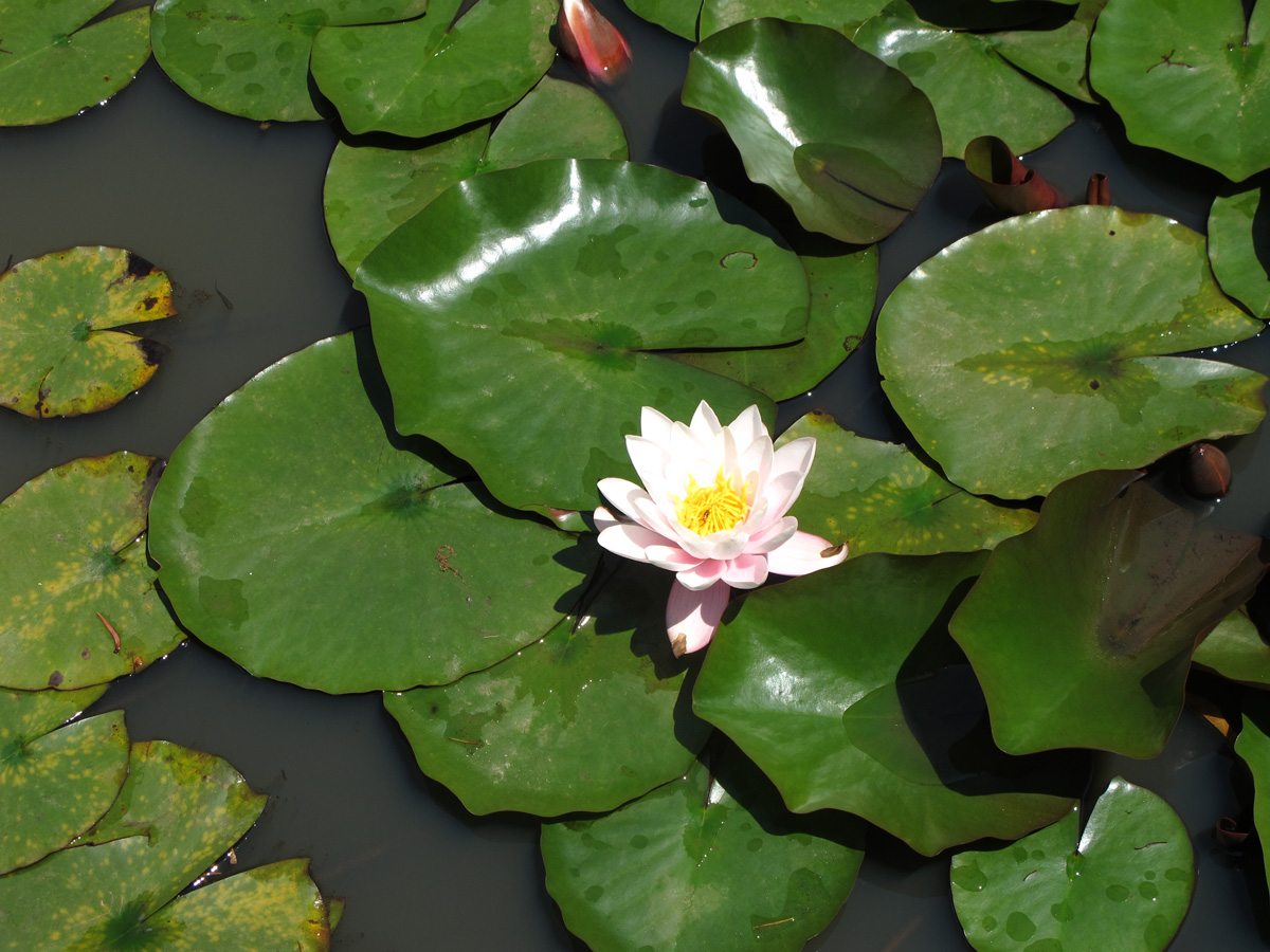Sukhumi, Water Lily