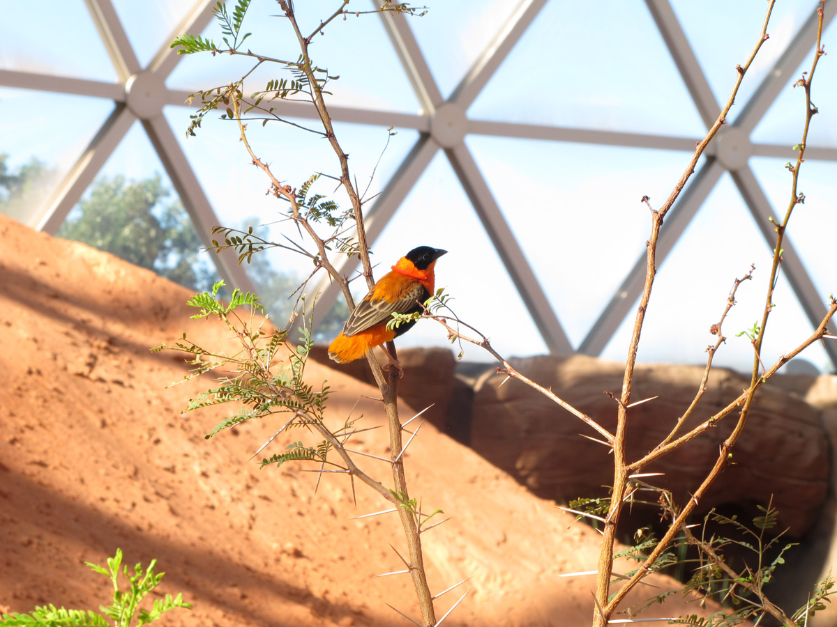 Omaha, NE, Inside the Desert Dome