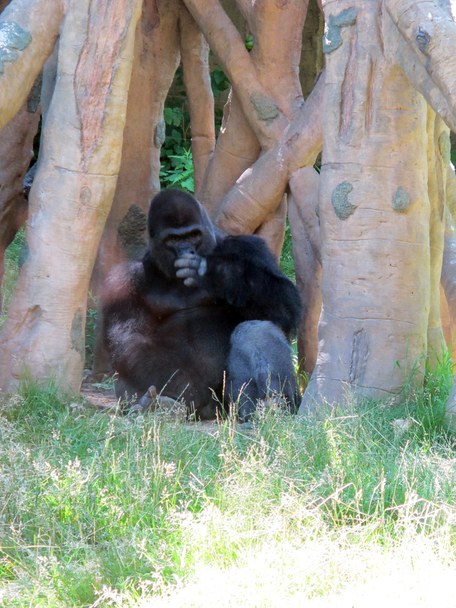Omaha, NE, Fine Gorilla
