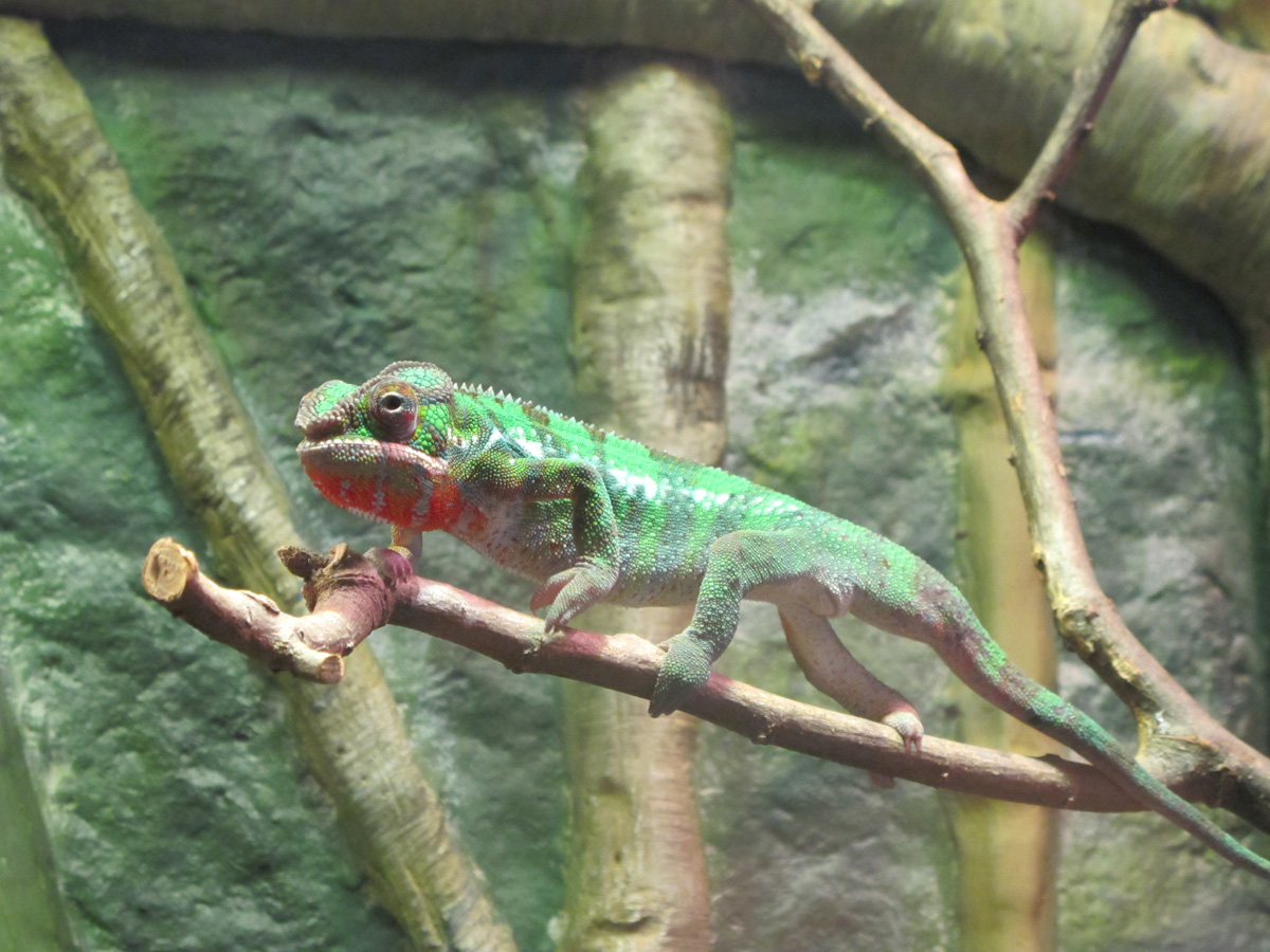 Omaha, NE, Panther Chameleon