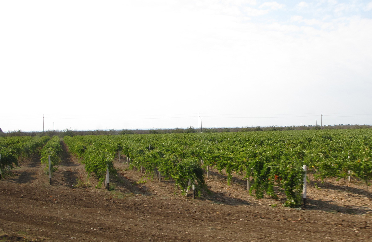 Kherson, Vineyard, 13 miles N of Sevastopol