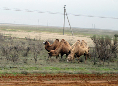 Grazing Camels 102 miles NW of Astrakhan, Russia, Oct 2011