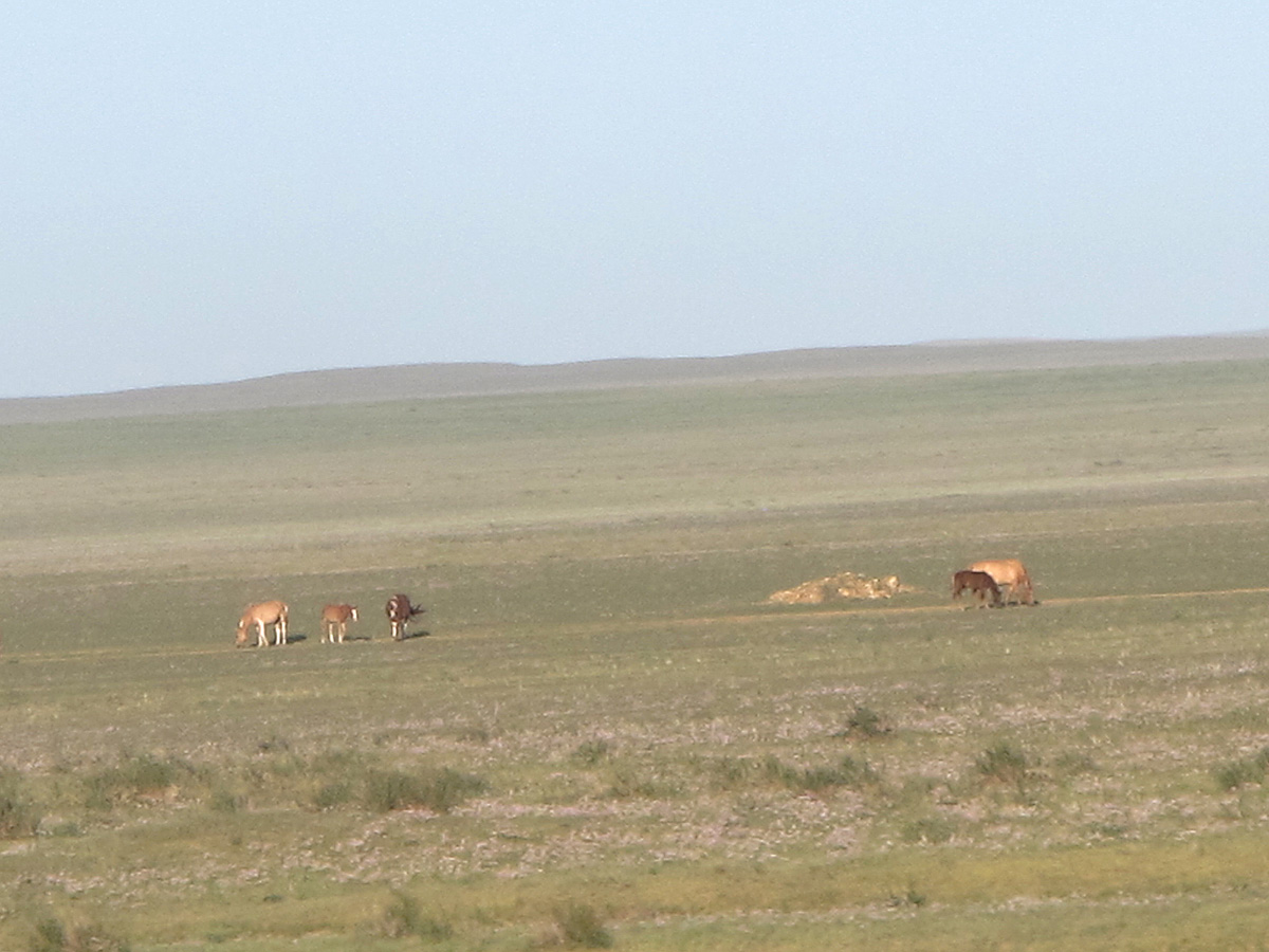Beijing-U.B., Scrubby Grassland