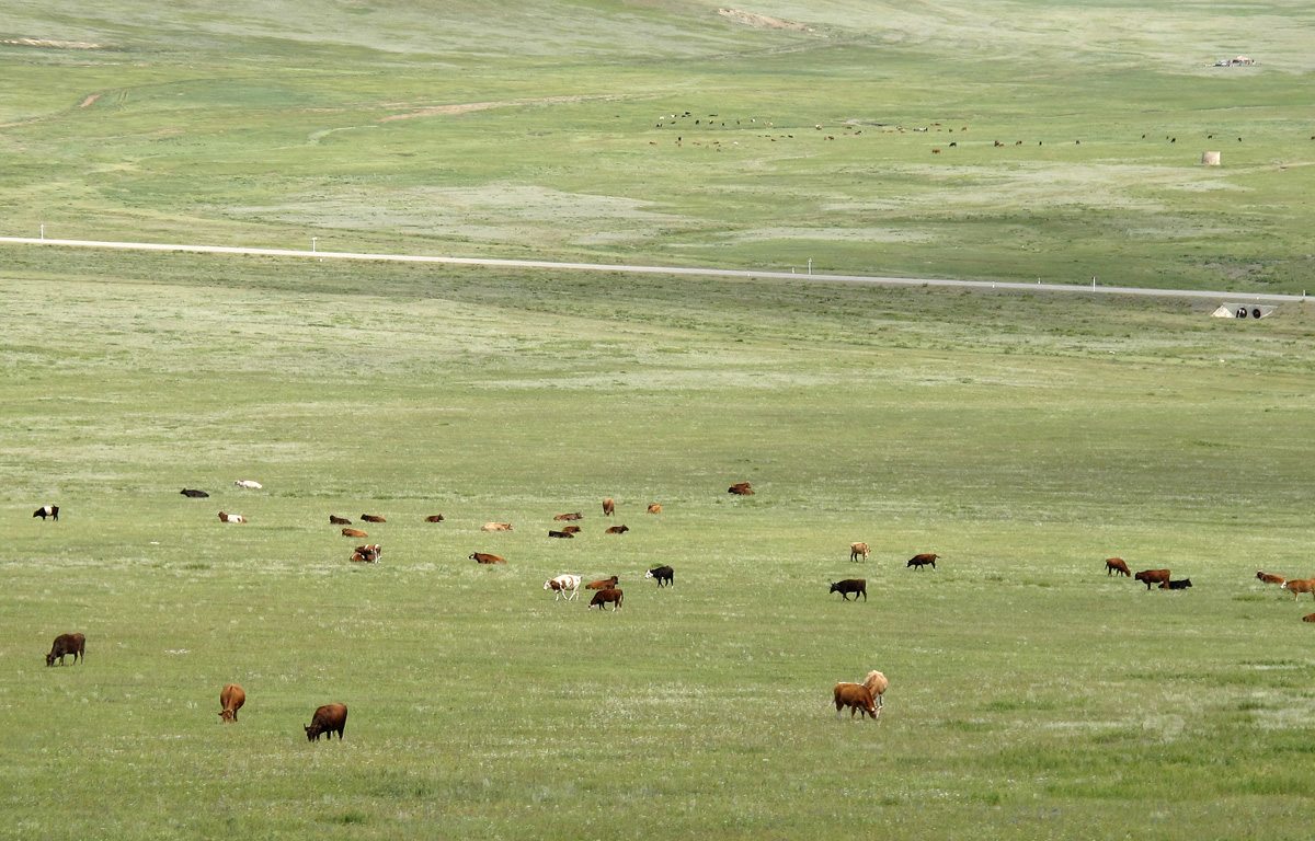 Beijing-U.B., Better grass: Cattle Country!