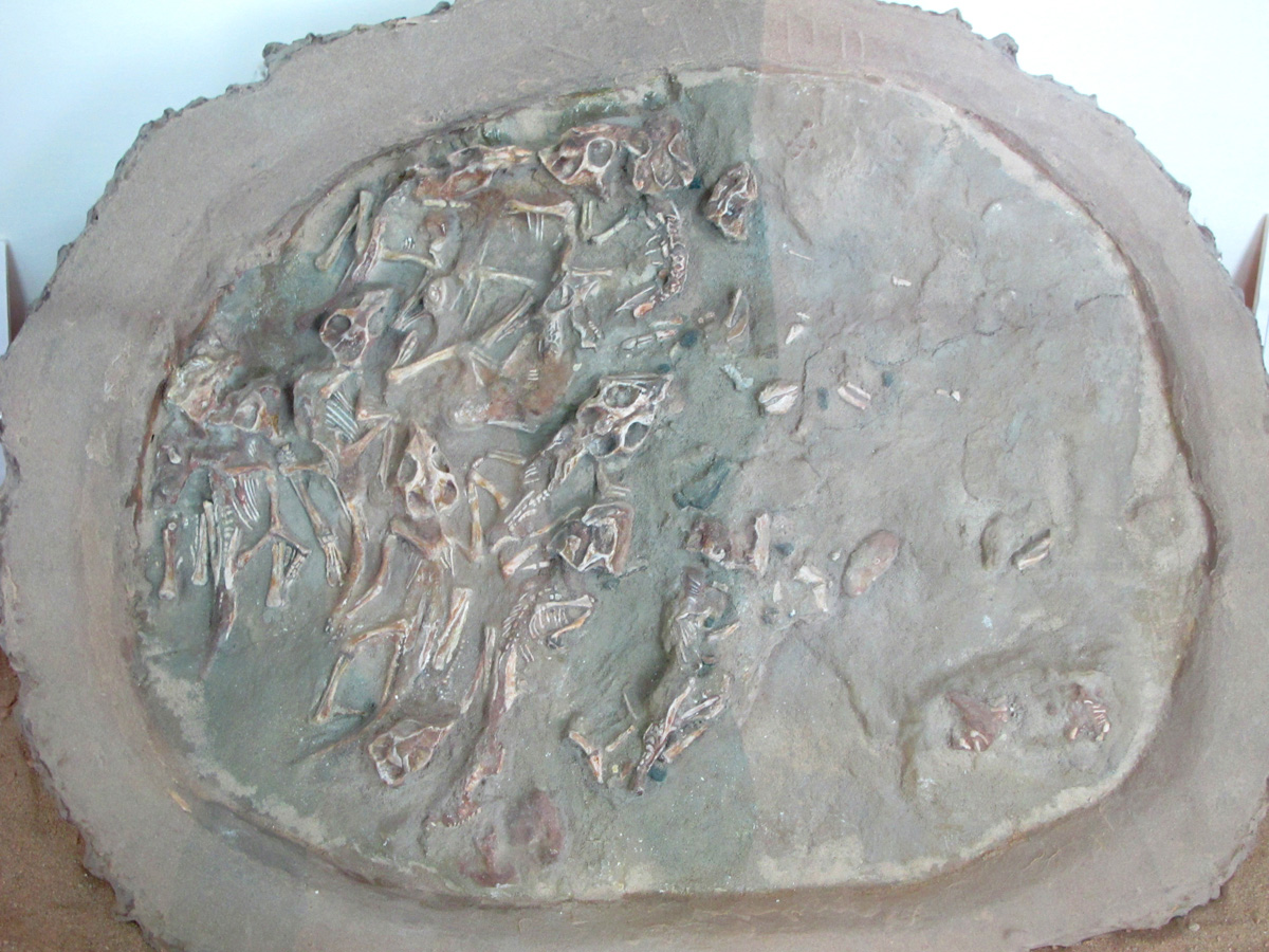 Ulan Bator, Dinosaur hatchlings