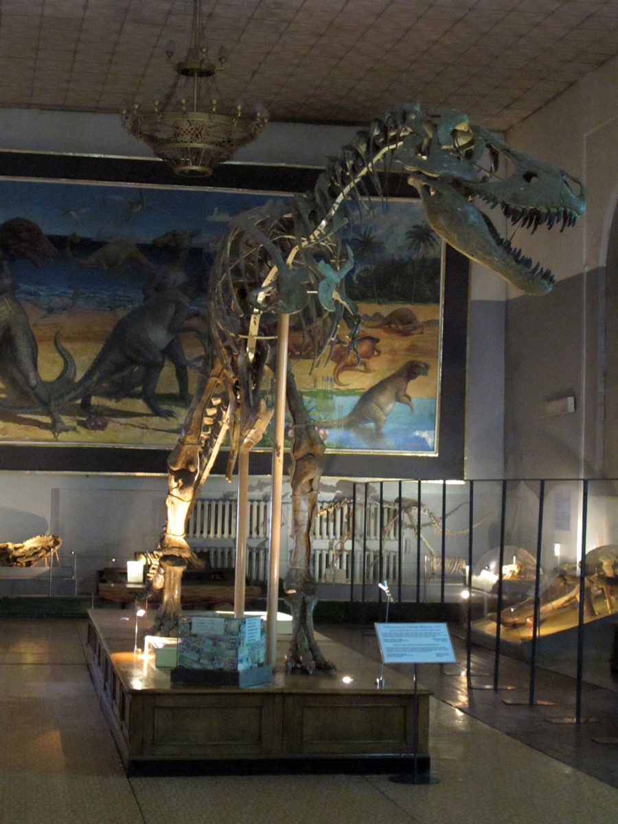 Ulan Bator, Natural History Museum T-Rex.