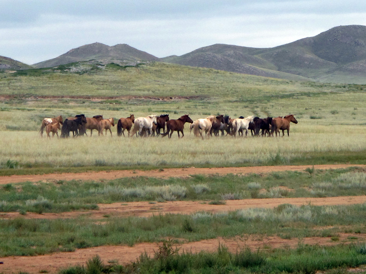 Central Mongolia
