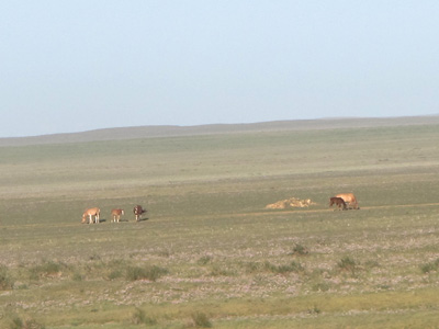 Scrubby Grassland, Beijing-U.B., Mongolia 2011
