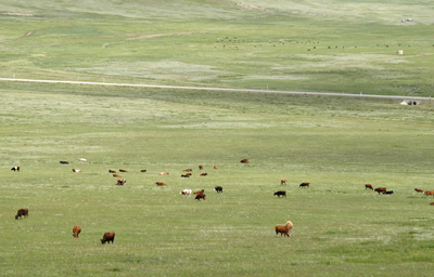 Better grass: Cattle Country!, Beijing-U.B., Mongolia 2011