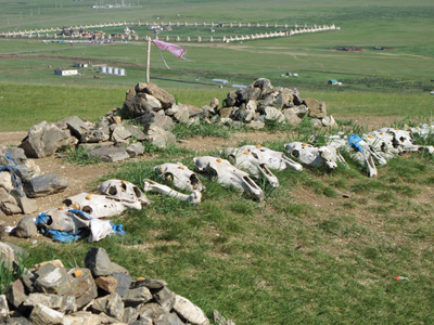 Horse Skulls at hilltop shrine, Central Mongolia, Mongolia 2011