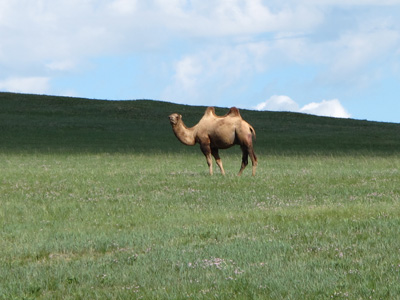 Happy Camel, Central Mongolia, Mongolia 2011