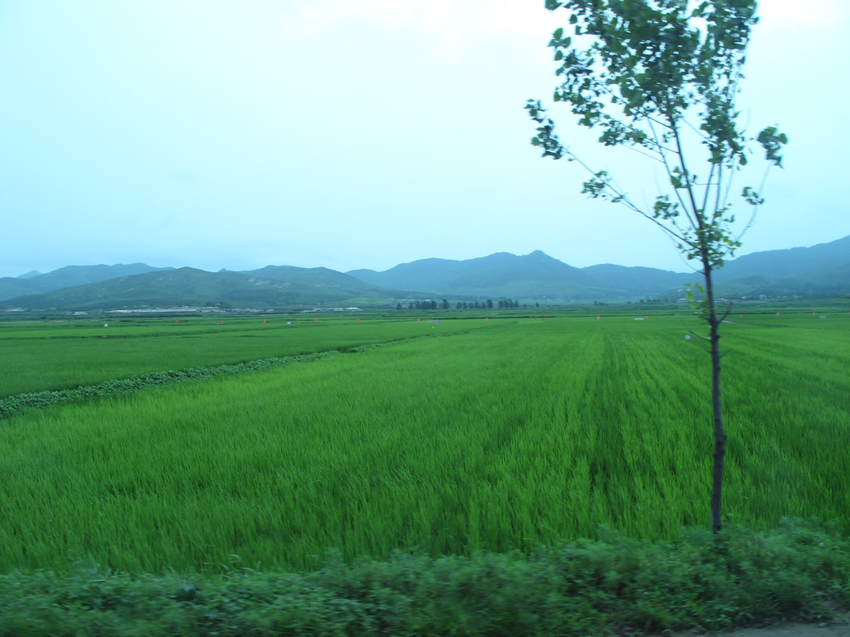 Sampo, Young Rice