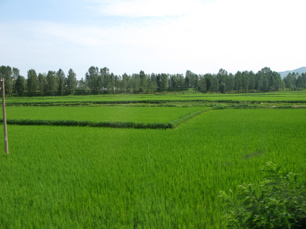 Exit, Rice