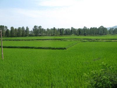 Rice, Exit, North Korea 2011