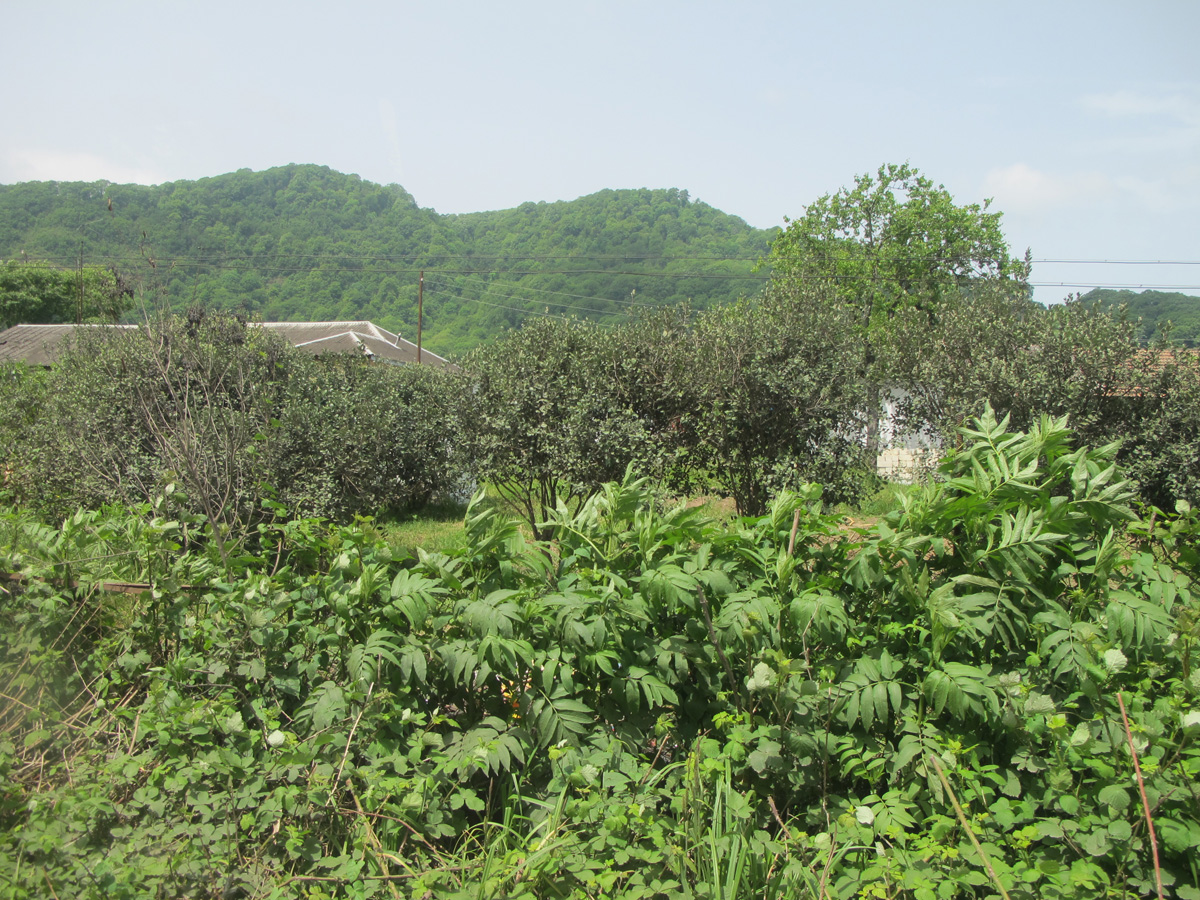 Lankaran, 8 miles SW of Lankaran