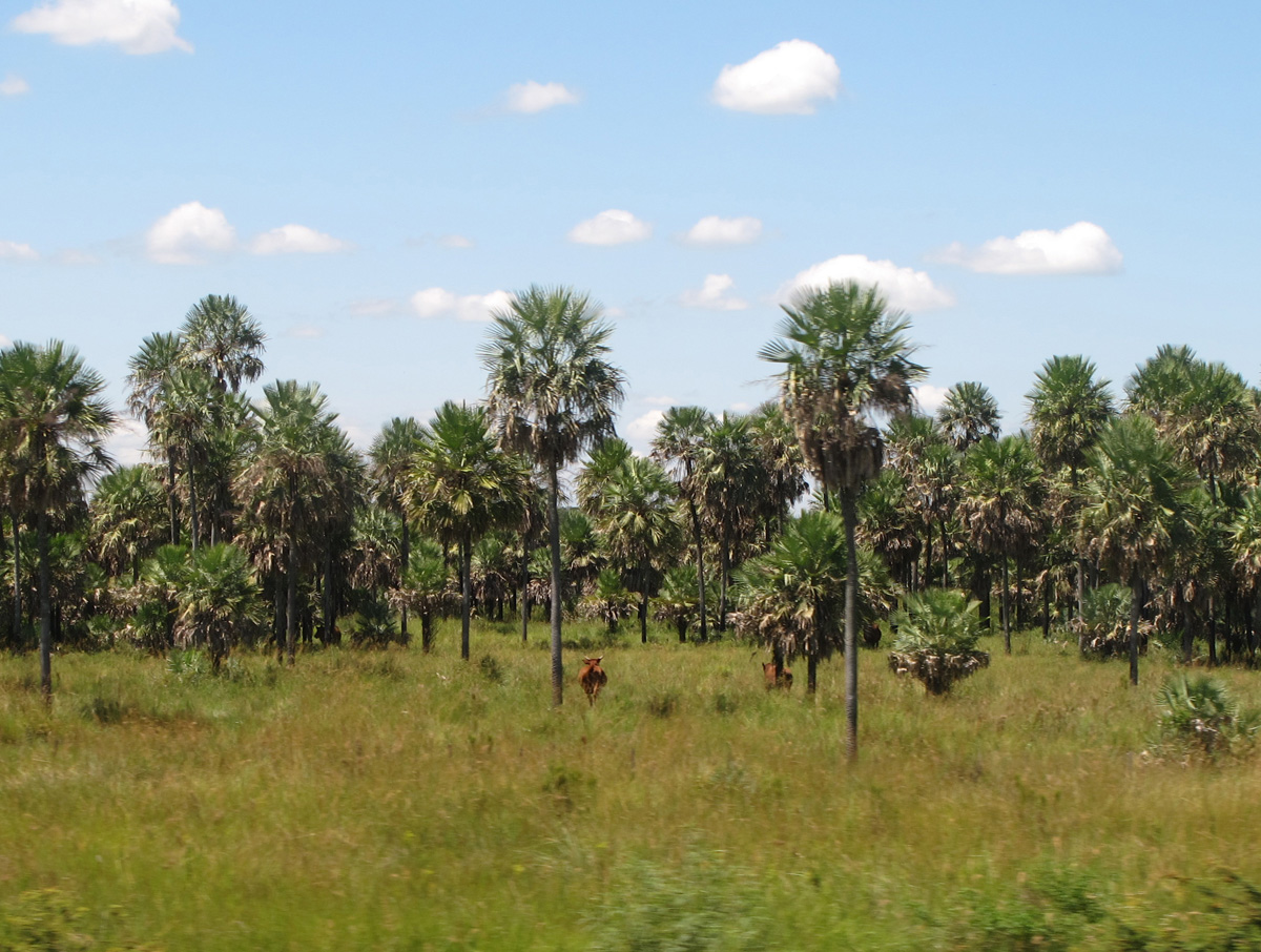 Corrientes, 19 miles SW of Asuncion