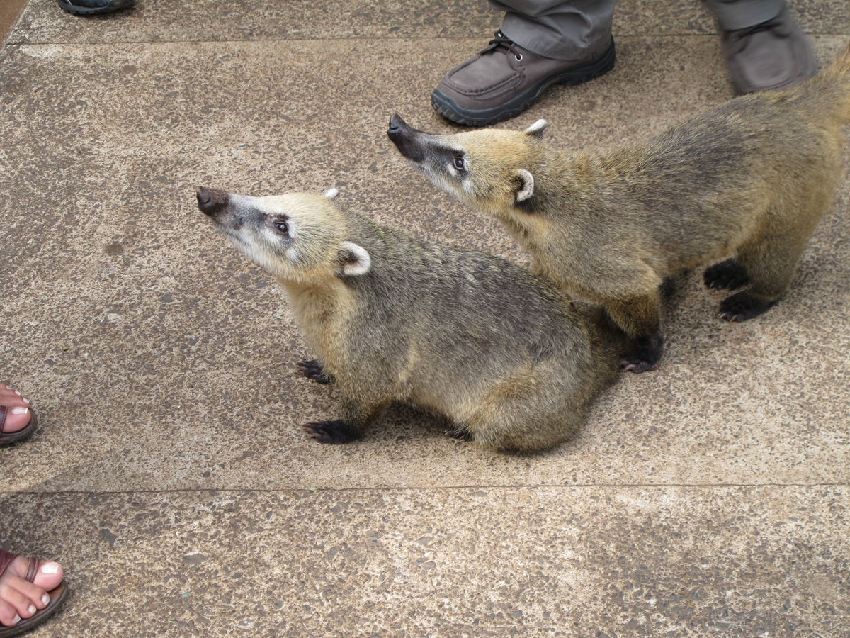 Igua&ccedil;u&nbsp;Falls, Welcoming committee