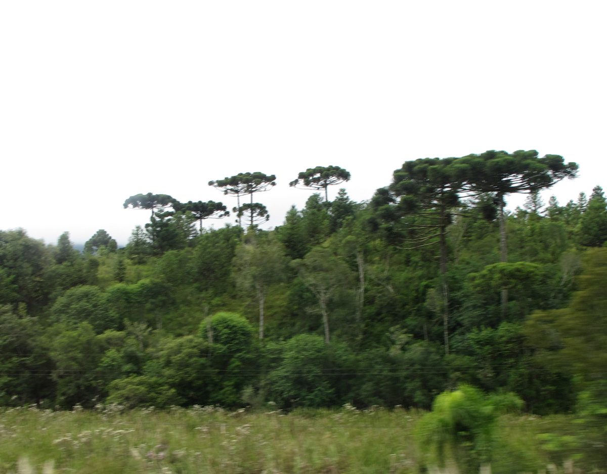 Curitiba, 26 miles NE of Curitiba