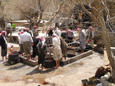 Treading out the olive oil, Lalish, Kurdistan 2012
