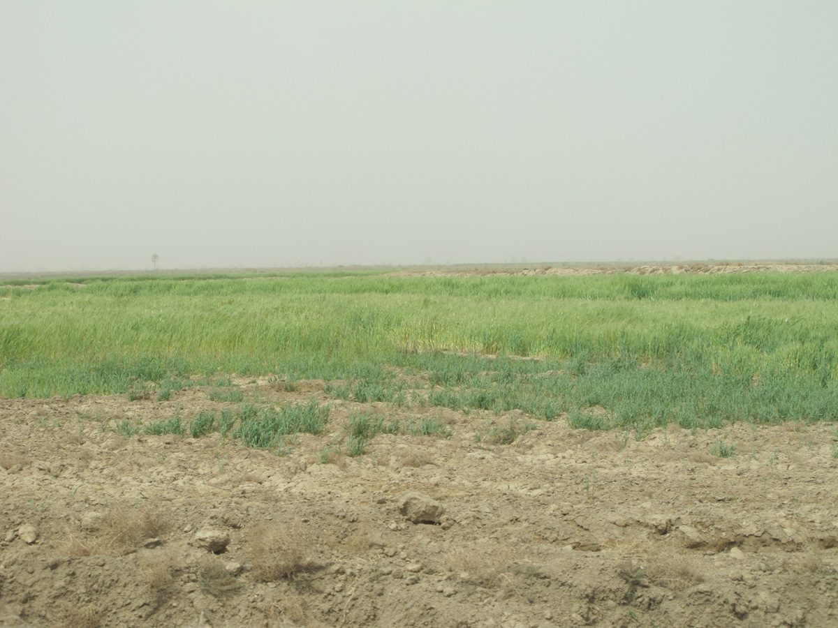 Girsu, Irrigated farmland, 1 mile S of Girsu