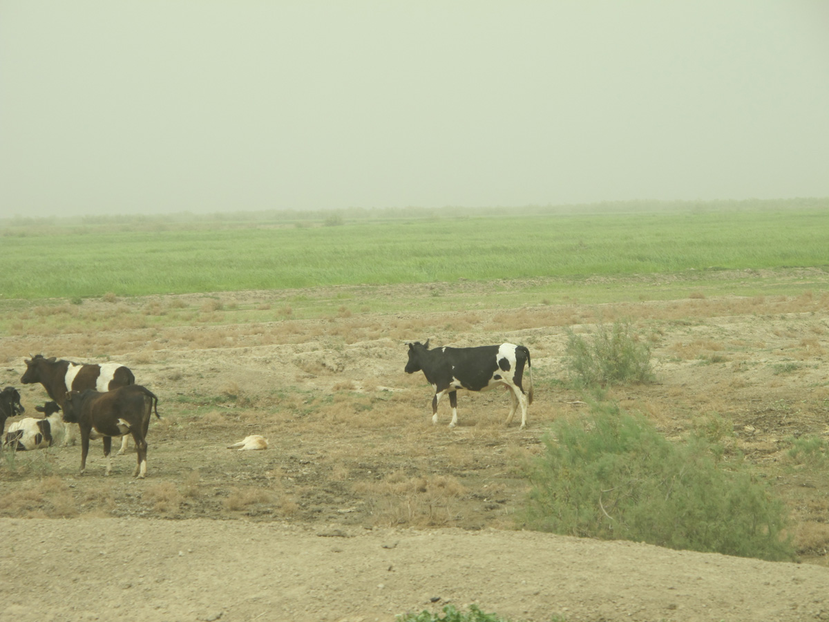 Lagash, Farmland, 3 miles NW of Lagash