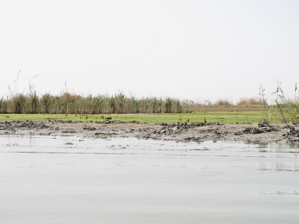 The Marshes