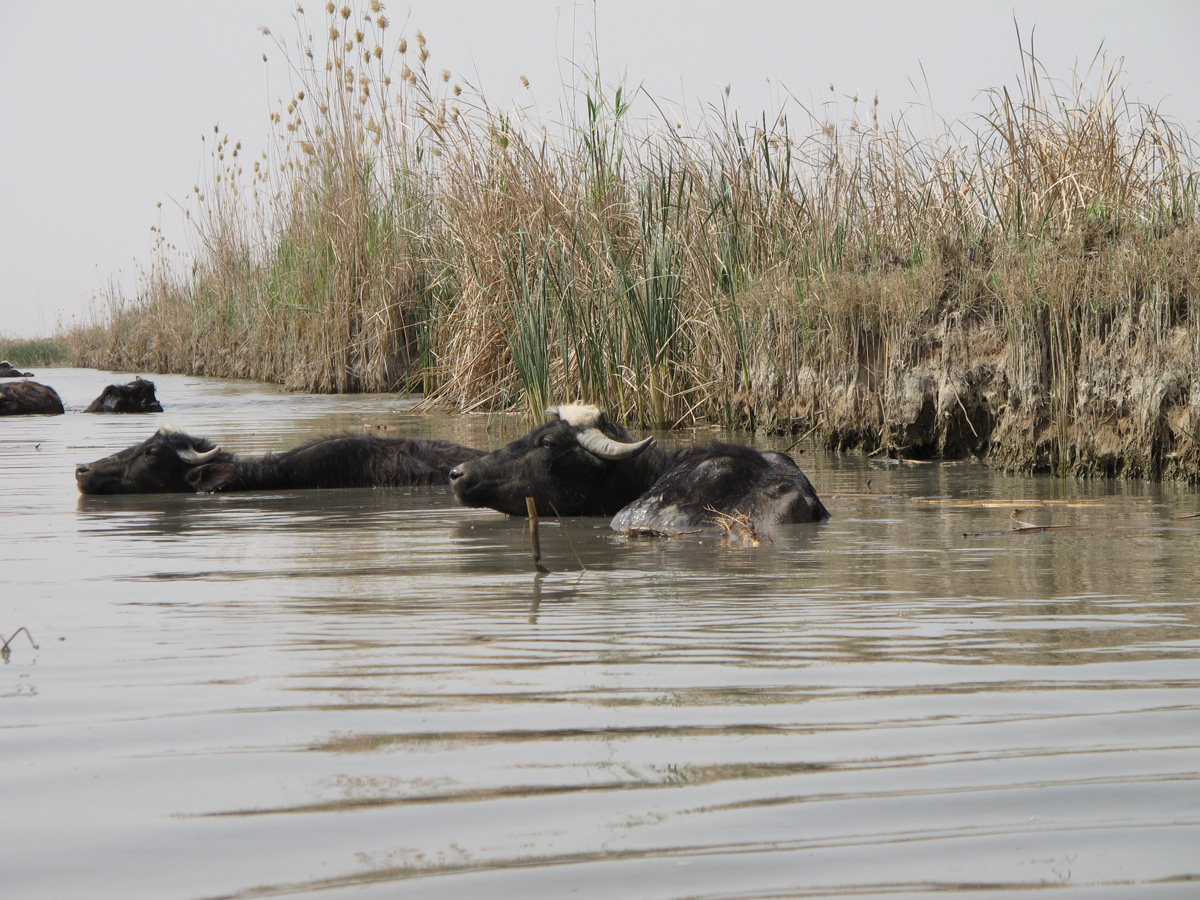 The Marshes