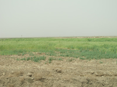 Irrigated farmland, 1 mile S of Girsu, Mesopotamia 2012