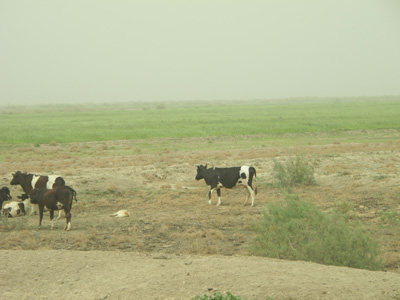 Farmland, 3 miles NW of Lagash, Mesopotamia 2012