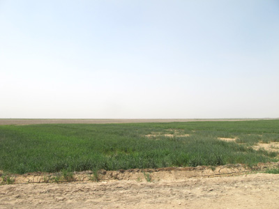 3 miles SW of Uruk, Mesopotamia 2012