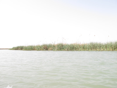 The Marshes, Mesopotamia 2012
