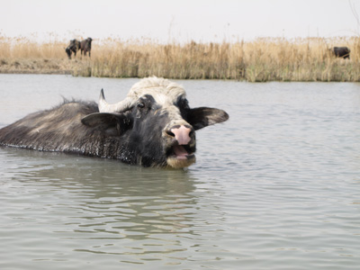 One of many water buffalo, The Marshes, Mesopotamia 2012
