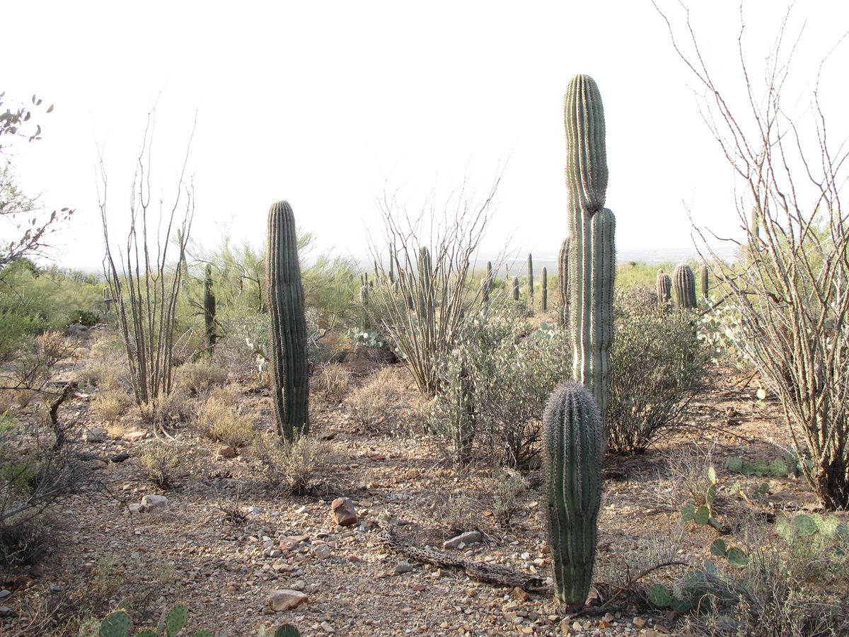 Arizona‑Sonora&nbsp;Desert&nbsp;Museum