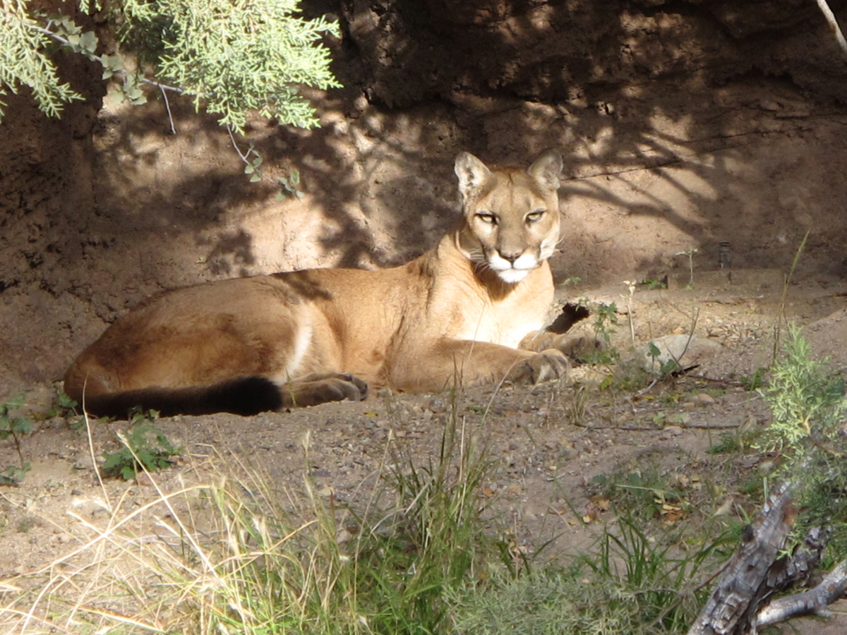 Arizona‑Sonora&nbsp;Desert&nbsp;Museum, Mountain Lion