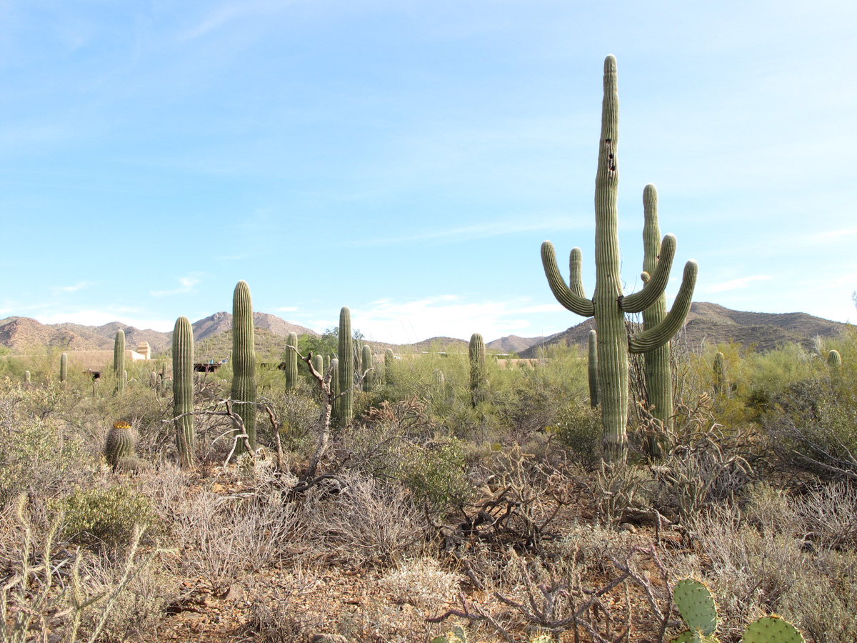 Arizona‑Sonora&nbsp;Desert&nbsp;Museum