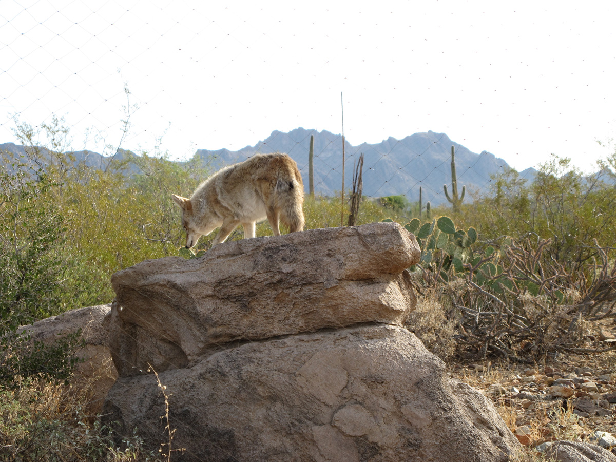 Arizona‑Sonora&nbsp;Desert&nbsp;Museum, Coyote