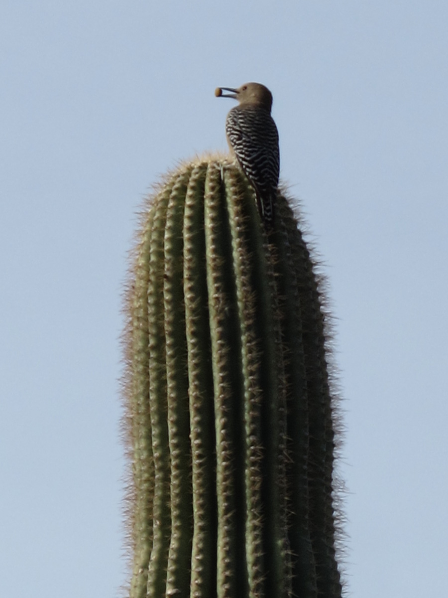 Arizona‑Sonora&nbsp;Desert&nbsp;Museum