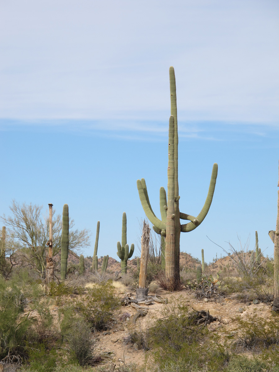 Saguaro&nbsp;National&nbsp;Park
