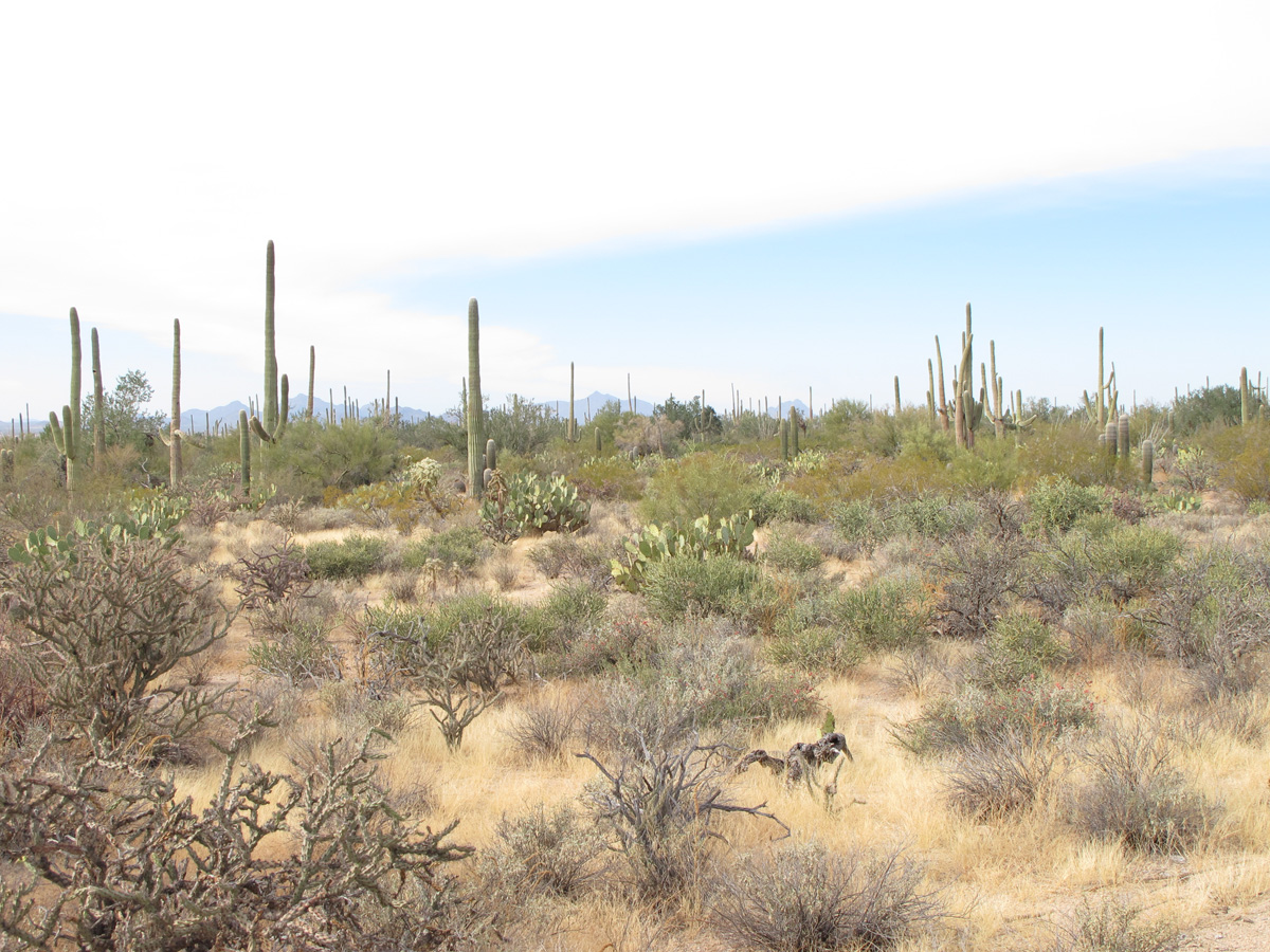 Saguaro&nbsp;National&nbsp;Park