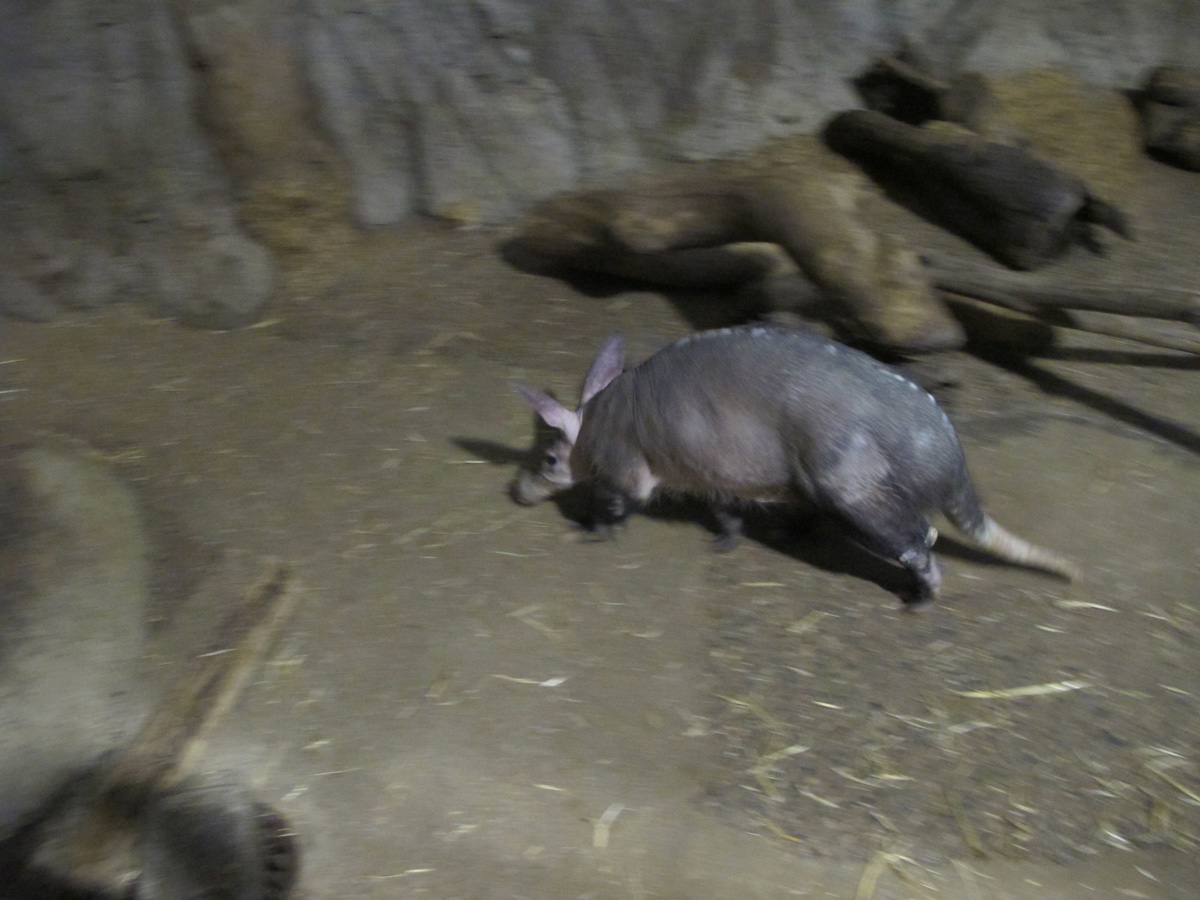Philadelphia, Philadelphia Zoo: Aardvark