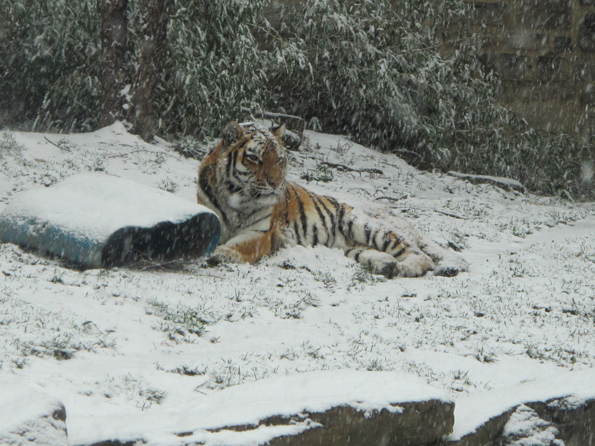 Philadelphia, Philadelphia Zoo