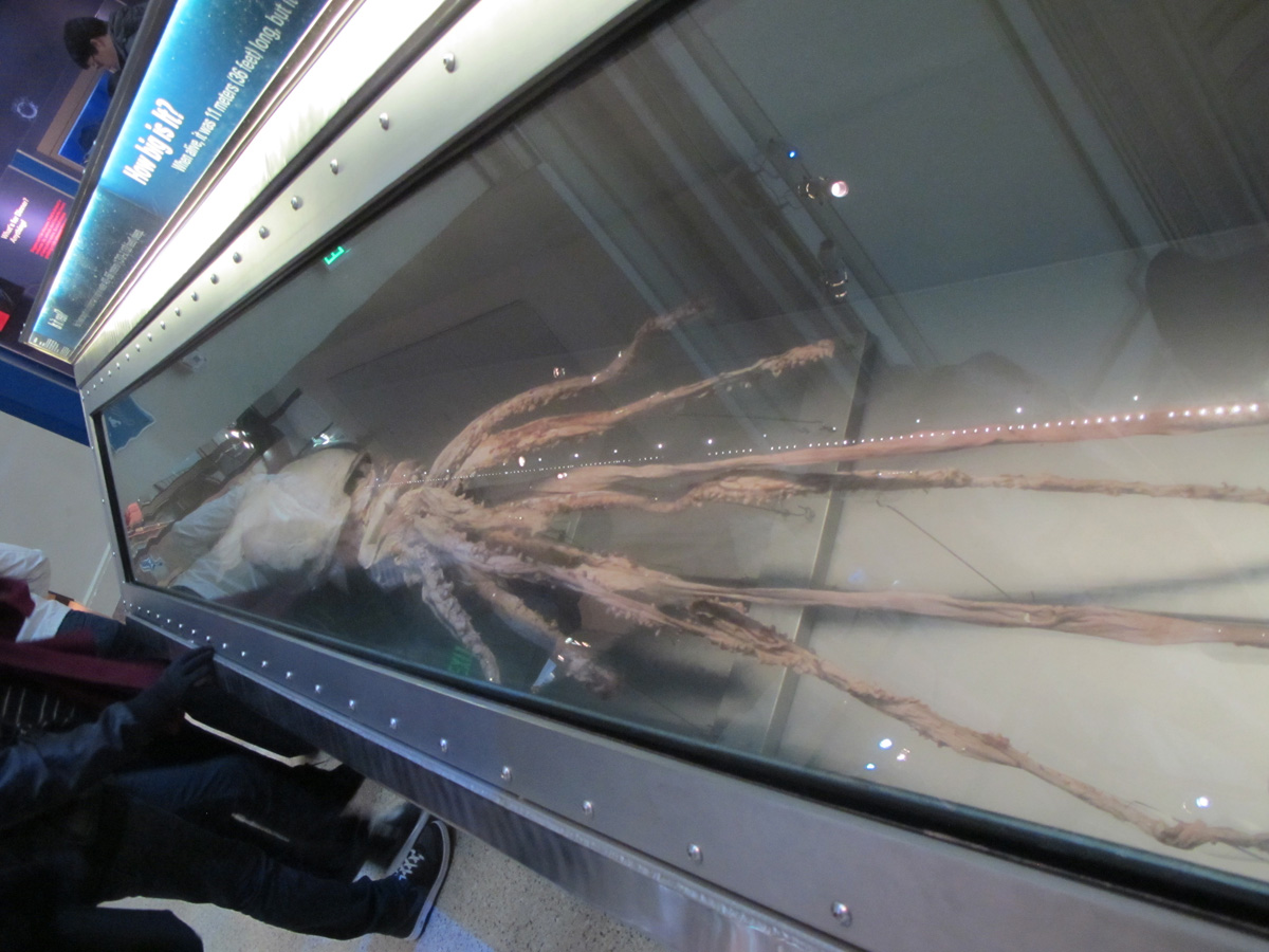 Washington DC, Smithsonian: Giant Squid