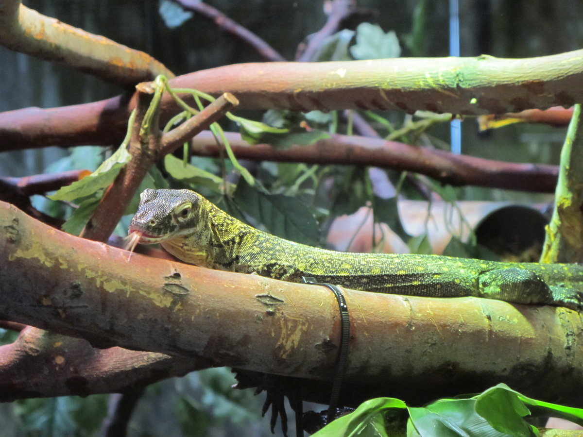 Phoenix, Baby Komodo Dragon