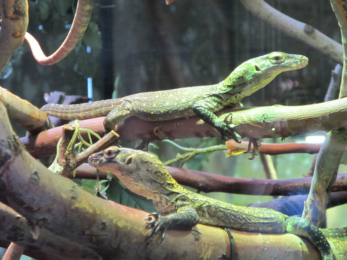 Phoenix, Baby Komodo Dragons