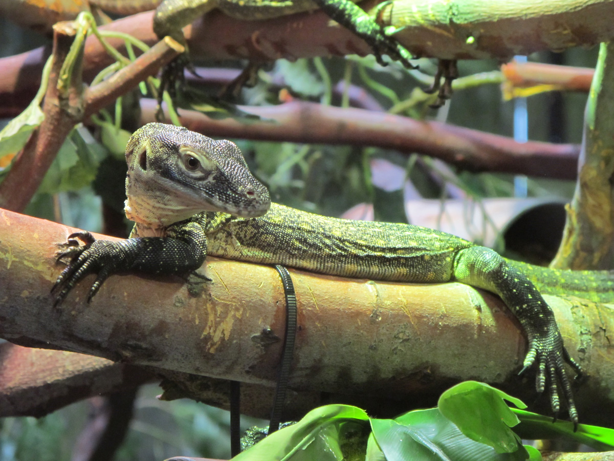 Phoenix, Baby Komodo Dragon
