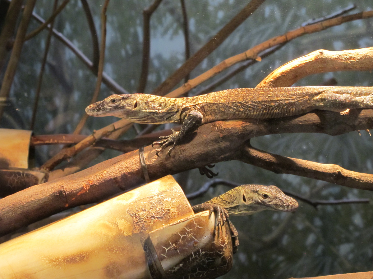 Phoenix, Baby Komodo Dragons