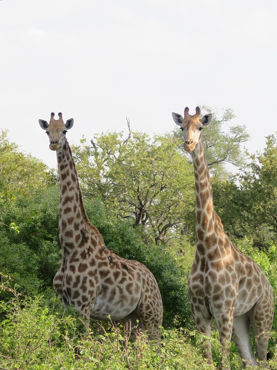 Kruger